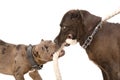 Two pitbull together gnaw rope