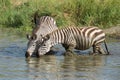 Two Plains Zebra drinking water in the Serengeti, Tanzania