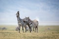 Two Plains Zebra fighting in the Ngorongoro Crater, Tanzania