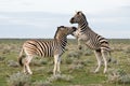 Two Plains Zebra, Namibia Royalty Free Stock Photo