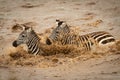 Two plains zebra walk across muddy river