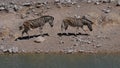 Two plains zebras walking by a water hole in midday heat, Kalahari desert, Etosha National Park, Namibia. Royalty Free Stock Photo