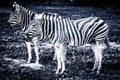 Two Plains Zebras standing in the grass - stylized black and white portrait.