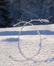 Two plants in deep snow