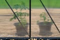 two plants in plastic pots in greenhouse Royalty Free Stock Photo