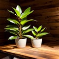Two plants well illuminated on a wooden table