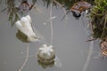 Two plastic drink bottles floating in the lake, dangerous plastic garbage. care for the environment. zero waste Royalty Free Stock Photo