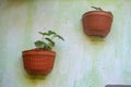 two plastic pots filled with small plants against the wall Royalty Free Stock Photo