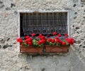 Two plastic pots of red geraniums on the balcony of a stone hous