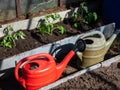 Two plastic watering cans between rows of vegetable beds with small tomato plant seedlings growing in a wet soil in greenhouse in Royalty Free Stock Photo