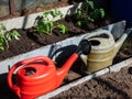 Two plastic watering cans between rows of vegetable beds with small tomato plant seedlings growing in a wet soil in greenhouse in Royalty Free Stock Photo