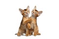 Two Playful Abyssinian Kitty Sitting on Isolated White Background