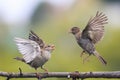 Two playful birds fighting evil on a branch in the Park