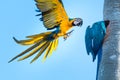 Two playful Blue and Yellow Macaws in the wild, one in flight and landing on a stump to check out their nest. Royalty Free Stock Photo