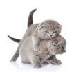 Two playful british shorthair kittens. isolated on white Royalty Free Stock Photo