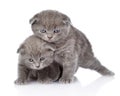 Two playful british shorthair kittens. isolated on white Royalty Free Stock Photo