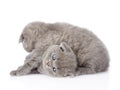 Two playful british shorthair kittens. isolated on white Royalty Free Stock Photo