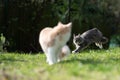 two playful cats outdoors in the back yard Royalty Free Stock Photo