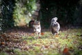 two playful cats running outdoors Royalty Free Stock Photo