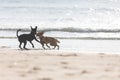 Two Playful Dogs Enjoying a Day of Fun in the Sun at the Beach Royalty Free Stock Photo