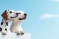 Two playful dogs looking curiously against a clear blue sky Royalty Free Stock Photo