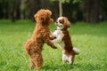 Two playful dogs, a Poodle and a Cavalier King Charles Spaniel on grass