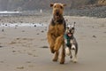 Two playful dogs run on beach