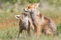 Two playful foxes