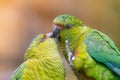 Playful green parrots on a branch