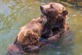 Two playful grizzly bears Royalty Free Stock Photo