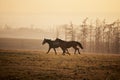 Two playful horses running on meadow Royalty Free Stock Photo