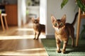 Abyssinian Cats in Sunlit Living Room Royalty Free Stock Photo