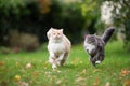 Two playful cat running on lawn Royalty Free Stock Photo