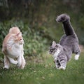 Two cats playing running around Royalty Free Stock Photo