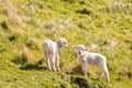 Two playful newborn lambs standing on grassy meadow Royalty Free Stock Photo