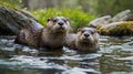 Two Curious Otters Playing in a Crystal Clear Stream Royalty Free Stock Photo