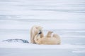 Two playful polar bears in northern Canada. Royalty Free Stock Photo