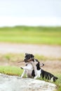 Two playful puppies Royalty Free Stock Photo