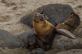 Two playful sea lion pups basking on a sunny beach surrounded by rocks in La Jolla, California Royalty Free Stock Photo