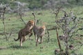 Two cheetahs chasing each other Royalty Free Stock Photo