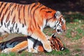 Two playful tigers engage in a lively interaction Royalty Free Stock Photo