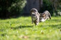 two playing cats running around having a race in a garden Royalty Free Stock Photo
