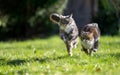 two playing cats running around outdoors having a race in a garden Royalty Free Stock Photo