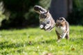 two playing cats running around outdoors having a race in a garden Royalty Free Stock Photo