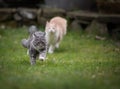 Two playing cats running in garden Royalty Free Stock Photo