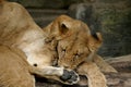Two playing cubs (young lions)