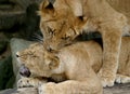 Two playing cubs (young lions) Royalty Free Stock Photo