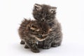 Two playing kitten on the white background Royalty Free Stock Photo