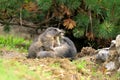 Two playing marmots