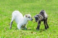 Two playing newborn lambs in green meadow Royalty Free Stock Photo